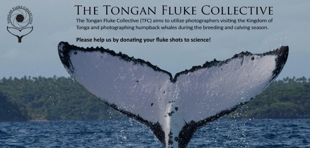 Flyer advertising Tongan Fluke Collective seeking photographs of whale tails