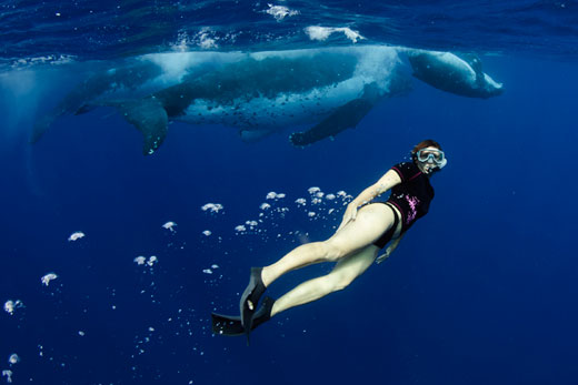 A swimmer in front of a huge humpback whale, on tour with Swimming with Gentle Giants