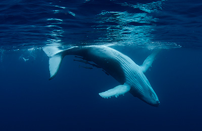 Humpback whale calf dances under the water