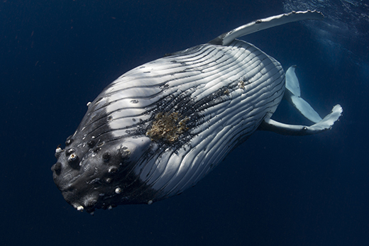 extreme closeup of a Humpback Whale under the water, photographed by Scott Portelli
