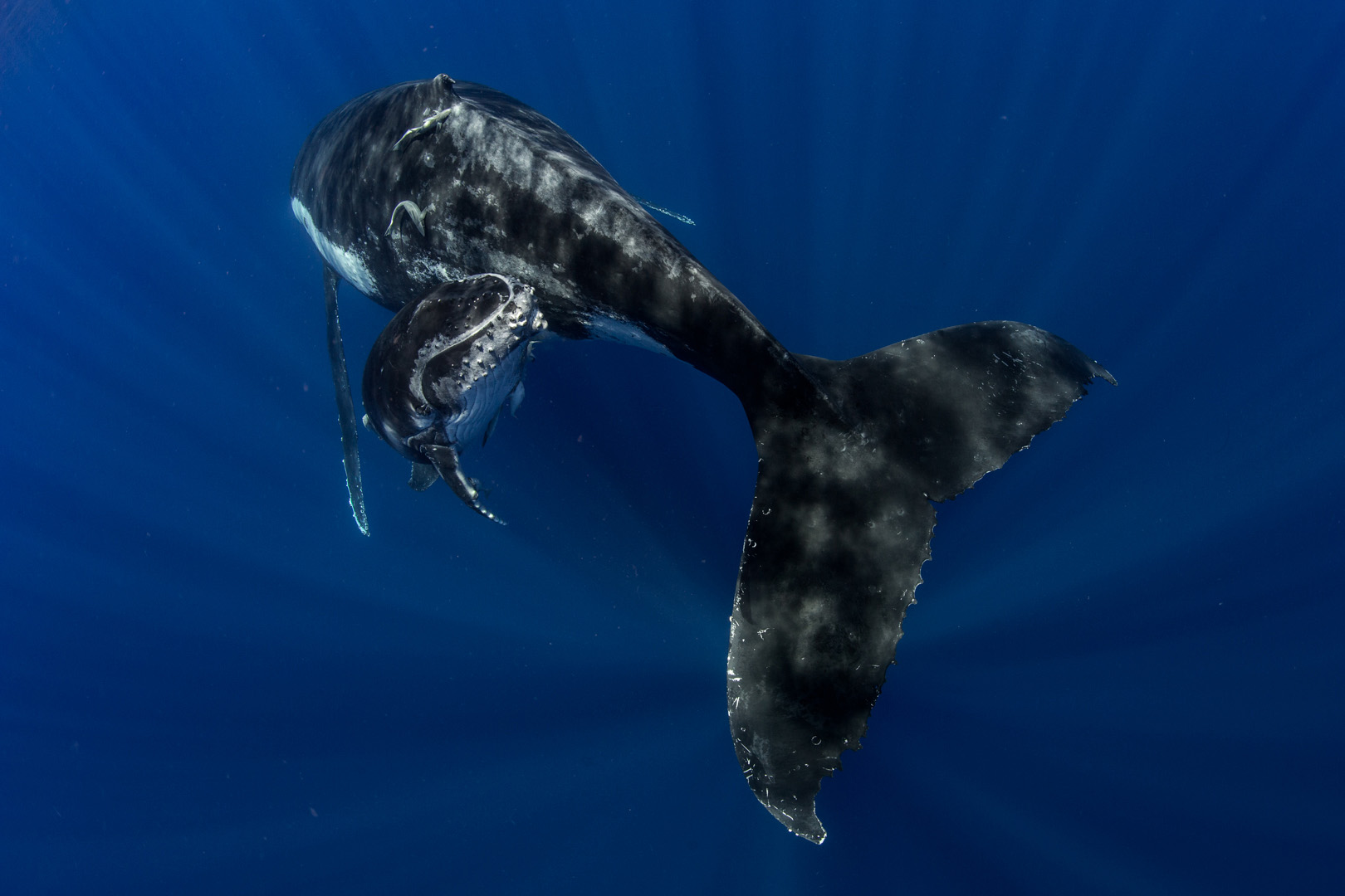 humpback whale mother and calf from swimming with gentle giants tonga