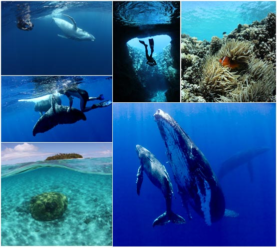 Whale and Tonga Collage