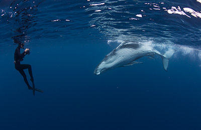 Underwater photographer Michaela Skovranova face to face with a humpback whale calf
