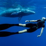 Freediver Alice Forrest eye to eye with a humpback whale calf in the waters of Tonga on tour with Swimming with Gentle Giants