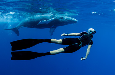 Freediver Alice Forrest eye to eye with a humpback whale calf in the waters of Tonga on tour with Swimming with Gentle Giants