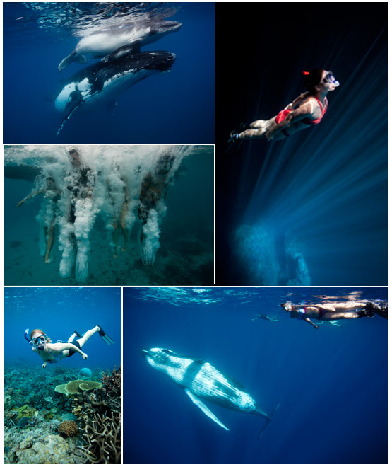 Tonga underwater collage freedivers whales coral