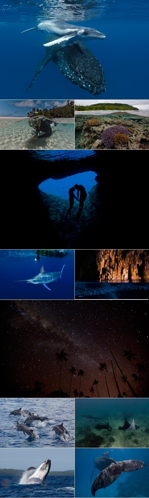 Tonga 2013 whale season collage