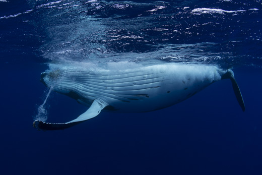 A humpback whale lying under the water, with a bubble trail from its pectoral fin, photographed by Scott Portelli for Swimming with Gentle Giants