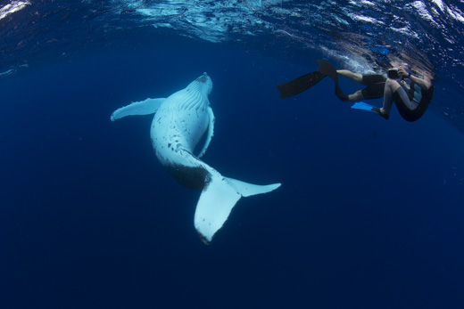 A humpback whale calf, rolling on its back under the water, beside a group of swimmers on tour with Swimming with Gentle Giants