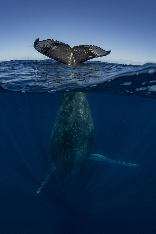 Swimming with Gentle Giants Blog | Swimming with Gentle Giants
